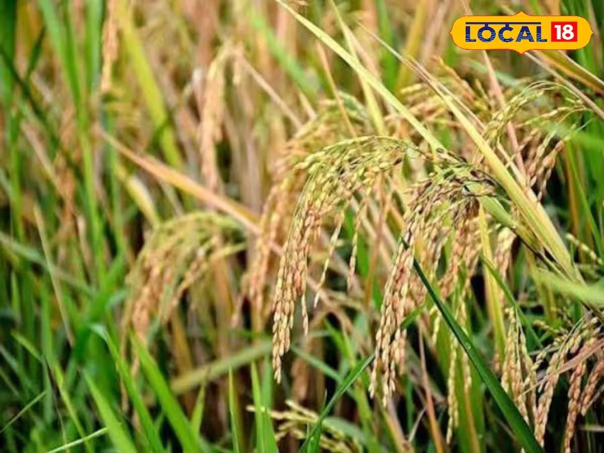 কনকচূড়েই লুকিয়ে জয়নগরের মোয়ার স্বাদ! এবার 'এই' এলাকাতেই পাওয়া যাচ্ছে মোয়া স্পেশ্যাল ধান