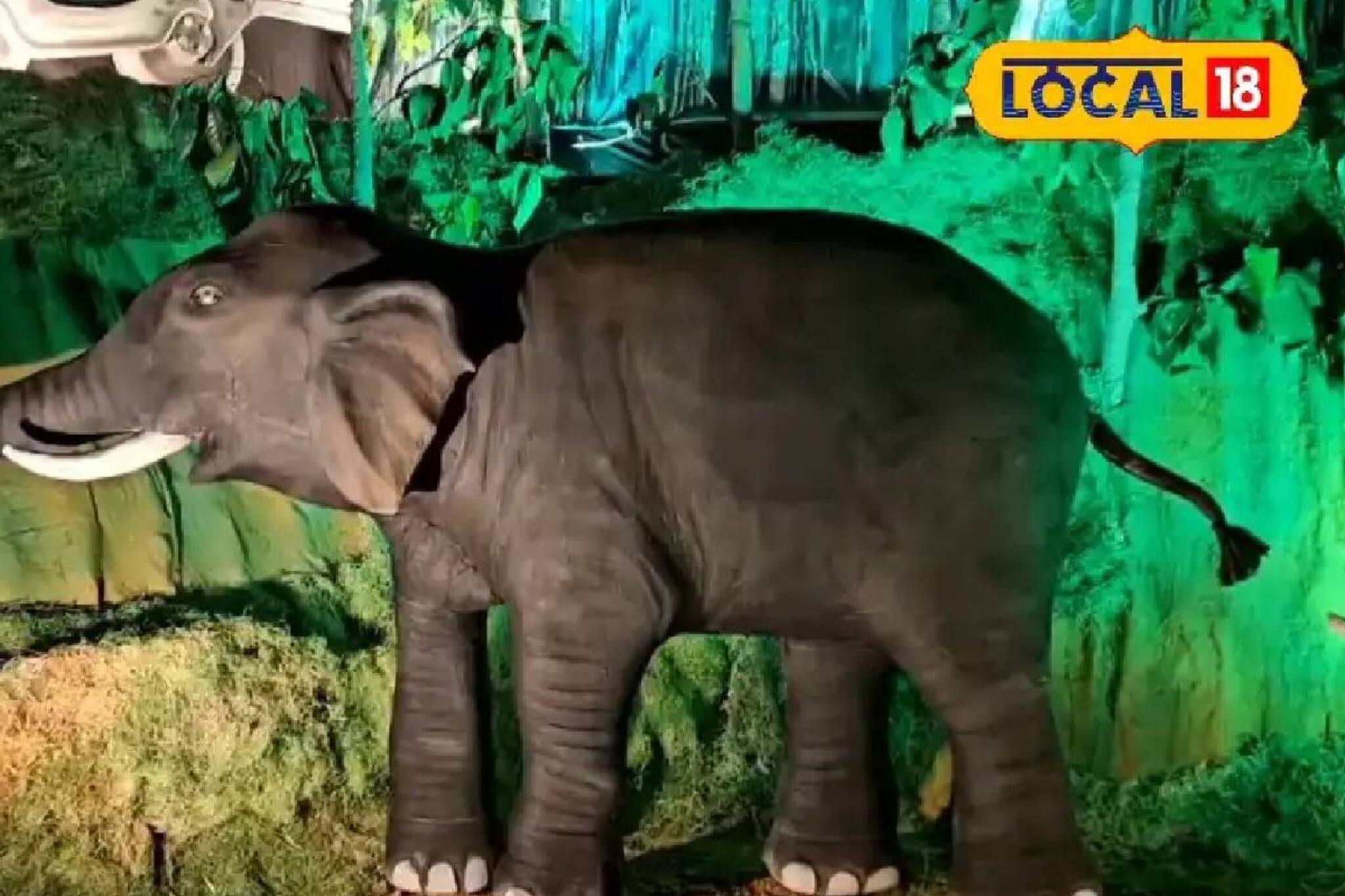 পুজো মণ্ডপে মানুষ-হাতির সহাবস্থানের বার্তা! শিক্ষণীয় থিমে নজর কাড়ছে ঝাড়গ্রামের কালীপুজো