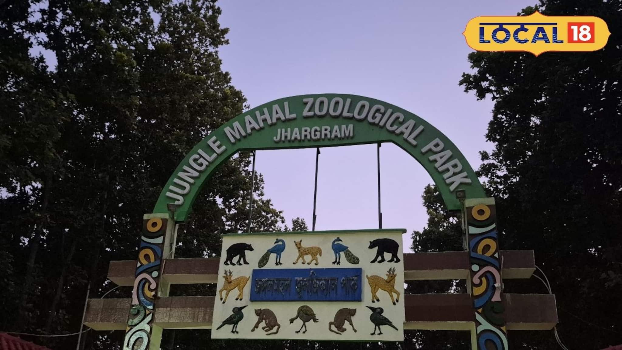 Jhargram Zoo: পর্যটকদের জন্য সুখবর! শাল-পিয়ালের জঙ্গলে দেখা মিলবে জোড়া রয়‍্যাল বেঙ্গলের, শীতের আগেই জুলজিক্যাল পার্কের ভোলবদল