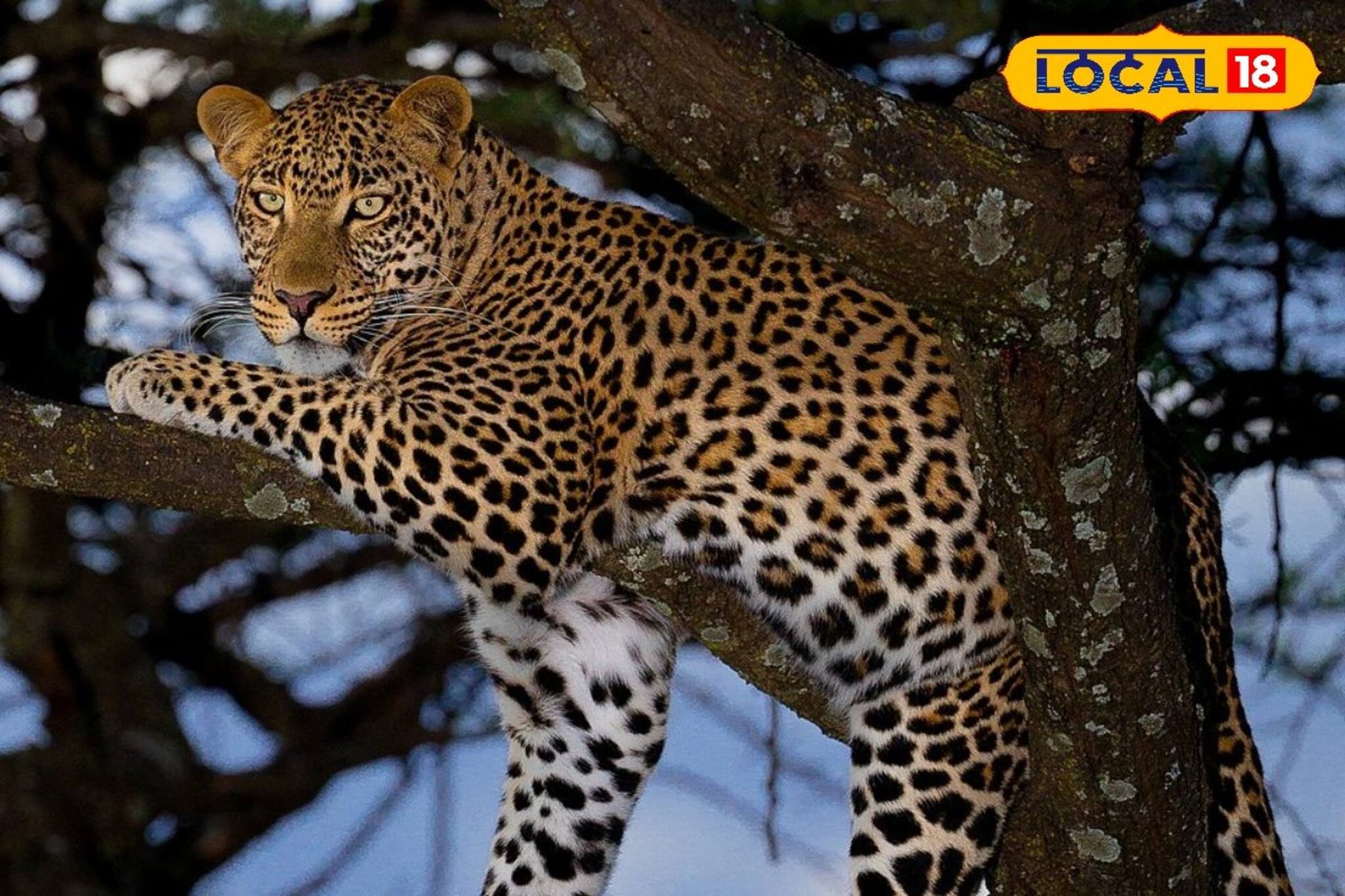 খাঁচাবন্দি লেপার্ড গাড়িতে তুলতে গিয়েই সর্বনাশ! এক নিমেষে ধাঁ