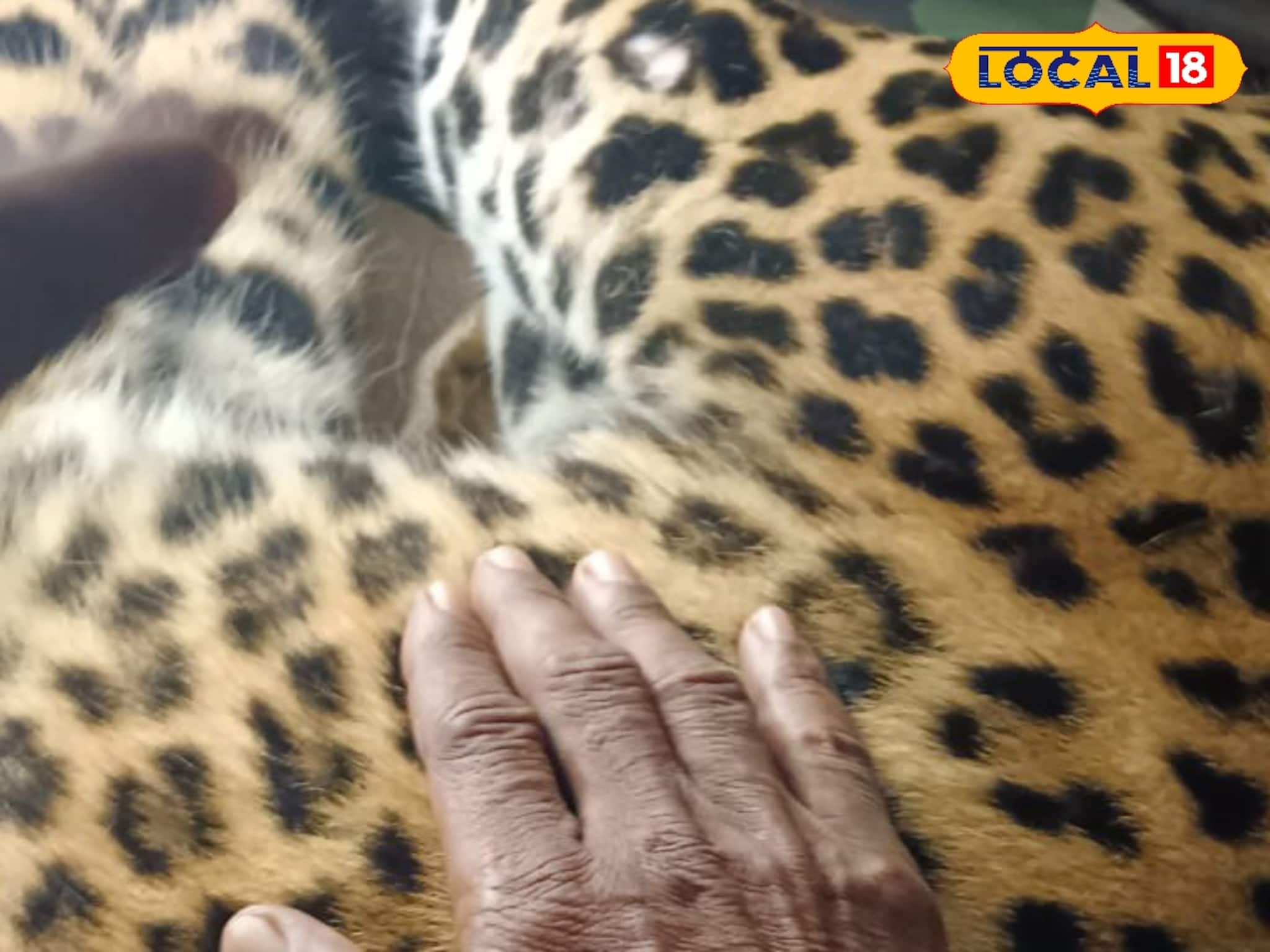 বাঁকুড়ায় পুরুষ লেপার্ডের দেহ উদ্ধার! তবে কি সঙ্গিনী ঘুরছে জঙ্গলে? আতঙ্কে স্থানীয়রা