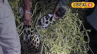 মাদারিহাটে গাড়ির ধাক্কায় লেপার্ডের মৃত্যু 