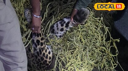 মাদারিহাটে গাড়ির ধাক্কায় লেপার্ডের মৃত্যু মাদারিহাটে গাড়ির ধাক্কায় লেপার্ডের মৃত্যু