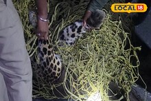 Leopard Death: বন্যপ্রাণীদের করিডর দিয়ে হুশ হুশ করে যাচ্ছে গাড়ি, সজোরে ধাক্কা...! ছিটকে পড়ল লেপার্ড, বহু চেষ্টাতেও বাঁচল না প্রাণ