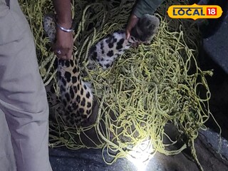 মাদারিহাটে গাড়ির ধাক্কায় লেপার্ডের মৃত্যু 