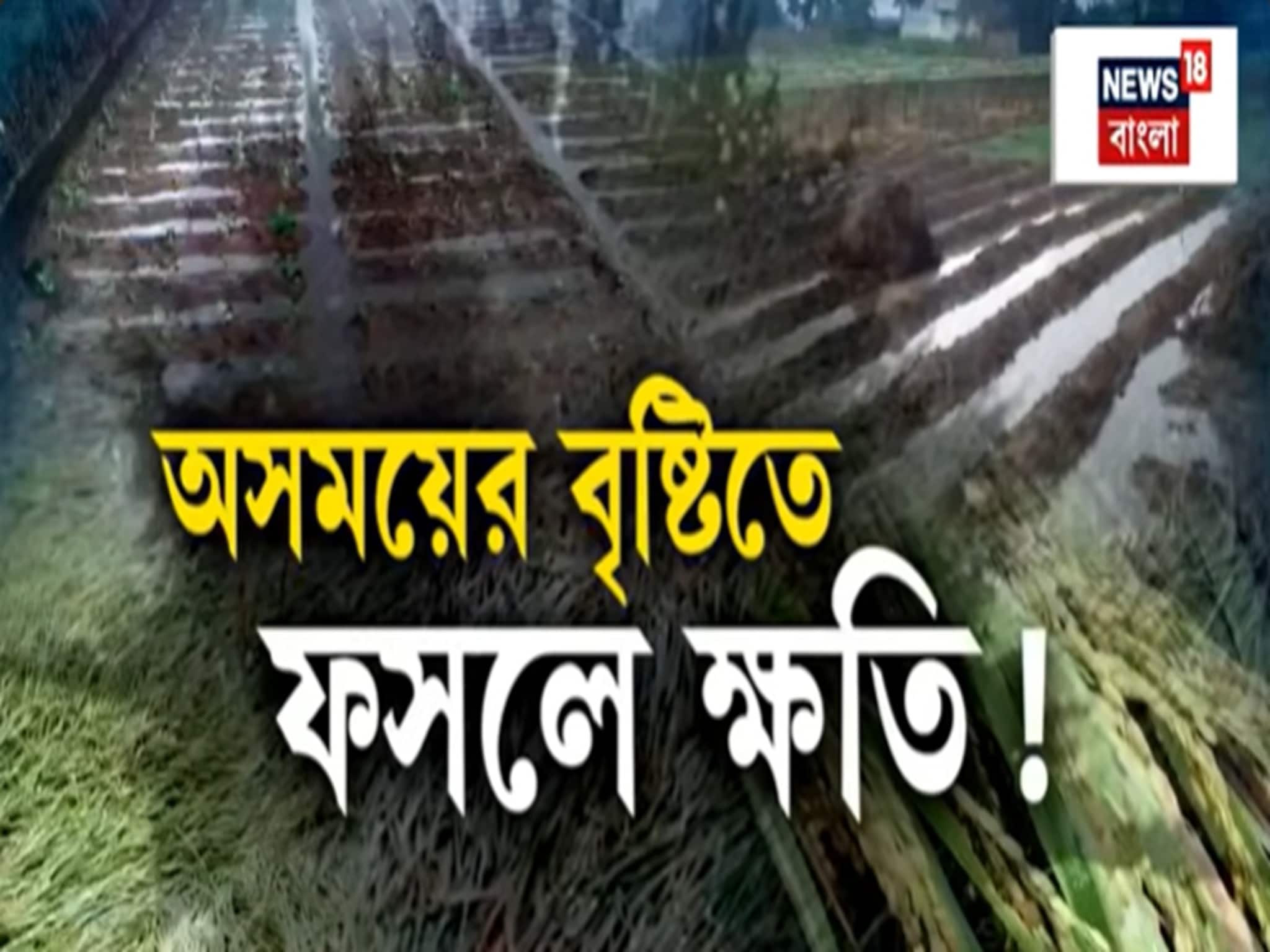 Cyclone Montha : মন্থার ঝাপটায় অসময়ে বৃষ্টি, চাষের জমিতে জল