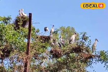 Malda Tourism: চিতল হরিণ, নীল গাই, এশিয়ান ওপেন বিল... কী নেই! টুক করে ঘুরে আসুন 'এই' ফরেস্ট থেকে, হাতের নাগালেই দারুণ ট্যুরিস্ট স্পট