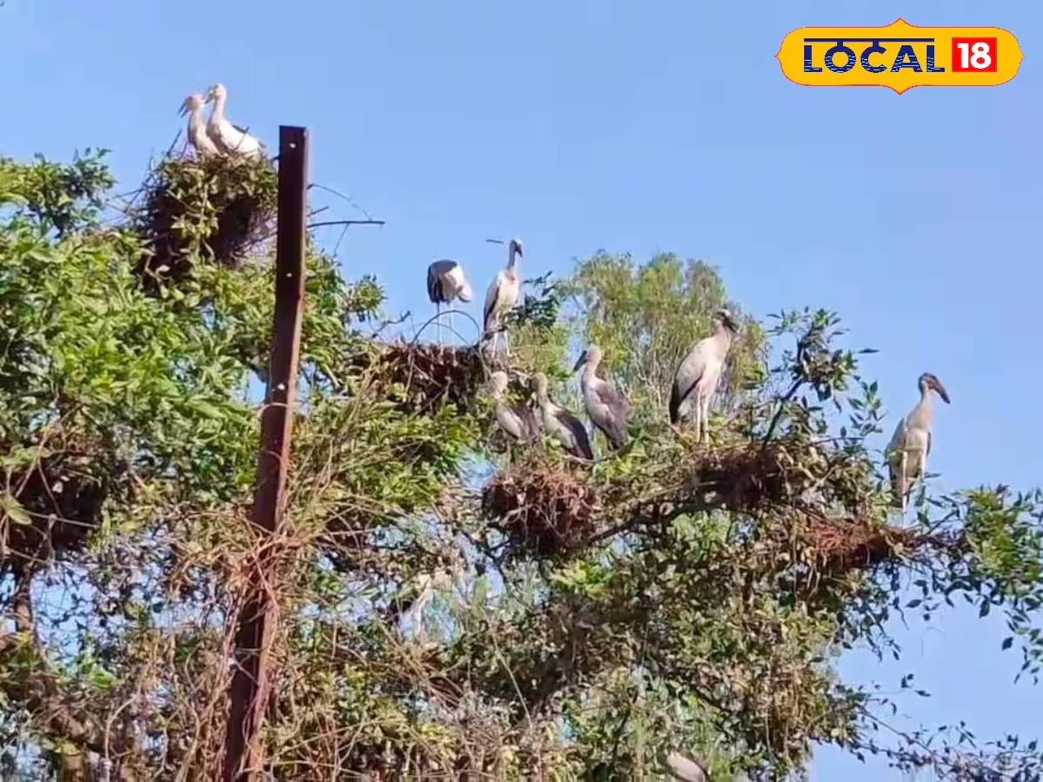 Malda Tourism: চিতল হরিণ, নীল গাই, এশিয়ান ওপেন বিল... কী নেই! টুক করে ঘুরে আসুন 'এই' ফরেস্ট থেকে, হাতের নাগালেই দারুণ ট্যুরিস্ট স্পট