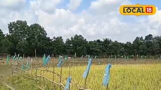 হাতি ও পাখিদের উপদ্রব থেকে ধানের ফসল বাঁচাতে দারুণ বুদ্ধি হাতি ও পাখিদের উপদ্রব থেকে ধানের ফসল বাঁচাতে দারুণ বুদ্ধি