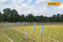 হাতি ও পাখির উপদ্রব থেকে ধানের ফসল বাঁচাতে দারুণ বুদ্ধি! পরিবেশবান্ধব পদ্ধতিটি জেনে নিন