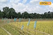 হাতি ও পাখির উপদ্রব থেকে ধানের ফসল বাঁচাতে দারুণ বুদ্ধি! পরিবেশবান্ধব পদ্ধতিটি জেনে নিন