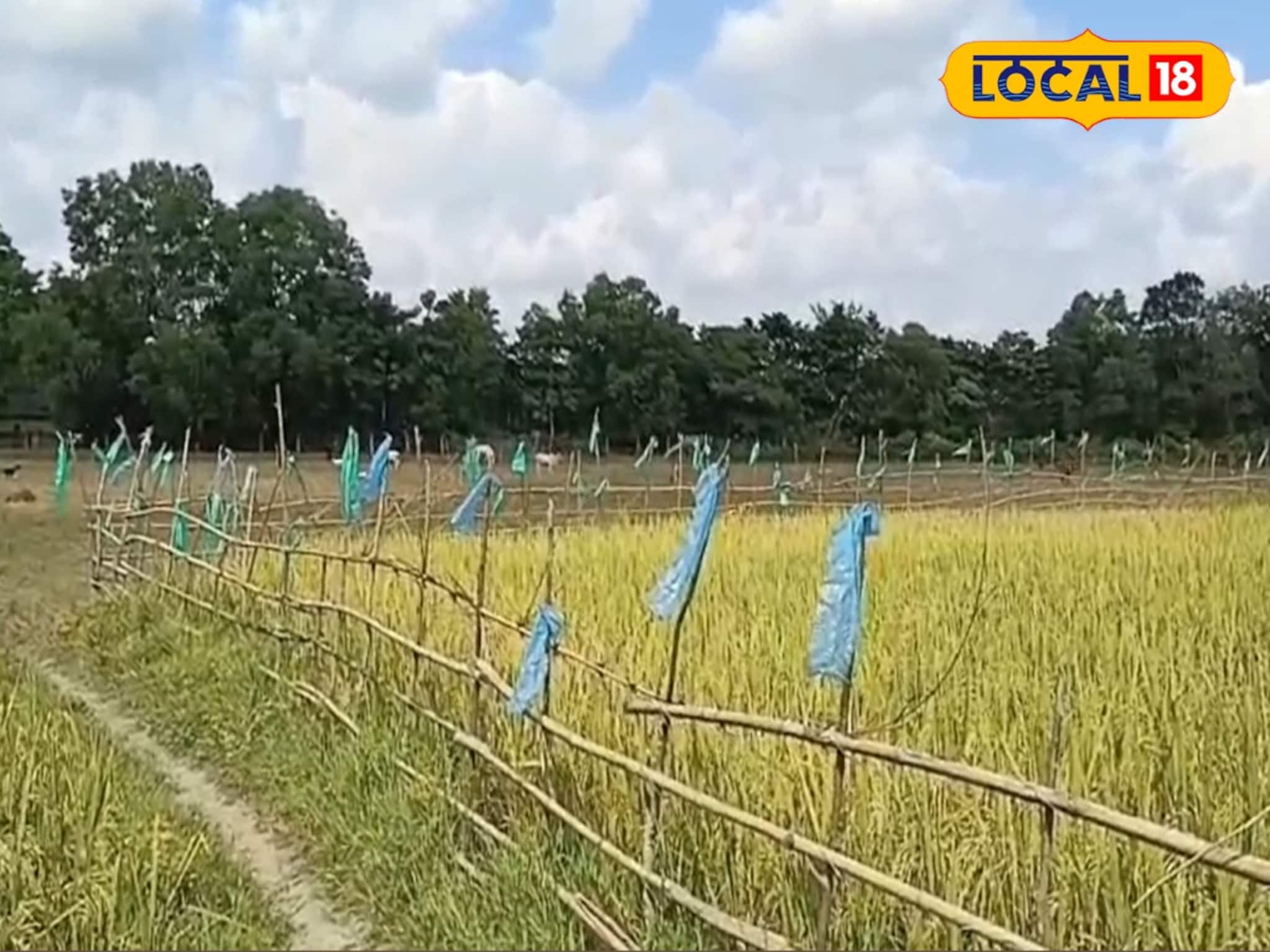 হাতি ও পাখির উপদ্রব থেকে ধানের ফসল বাঁচাতে দারুণ বুদ্ধি! পরিবেশবান্ধব পদ্ধতিটি জেনে নিন