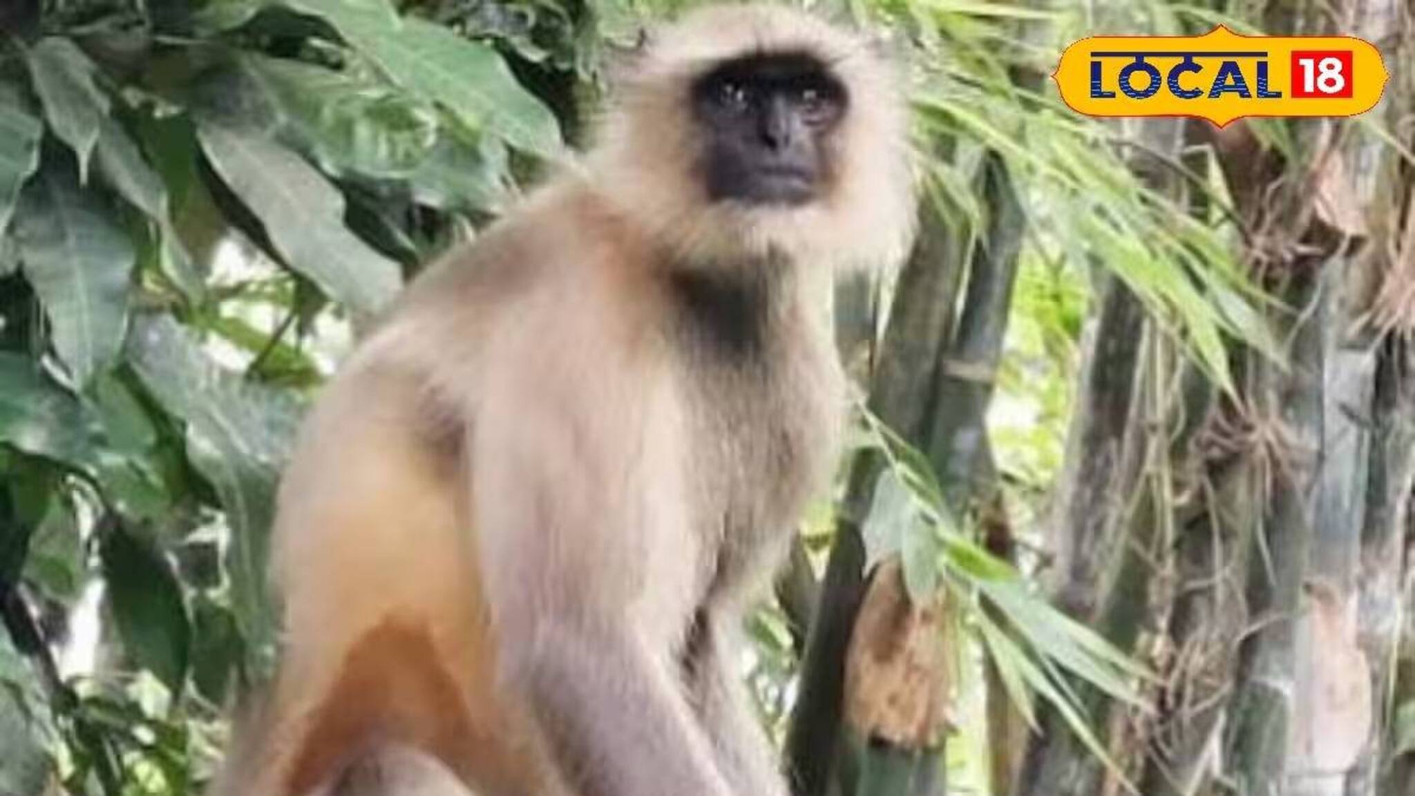 রাস্তায় বেরোলেই আক্রমণ, তেড়ে এসে কামড়ে দিচ্ছে 'সে'! মহিষাদলে নয়া আতঙ্ক