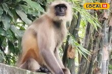 Monkey Attack: রাস্তায় বেরোলেই আক্রমণ, তেড়ে এসে কামড়ে দিচ্ছে 'সে'! মহিষাদলে নয়া আতঙ্ক, ভয়ে কাঁটা এলাকাবাসী