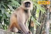 রাস্তায় বেরোলেই আক্রমণ, তেড়ে এসে কামড়ে দিচ্ছে 'সে'! মহিষাদলে নয়া আতঙ্ক