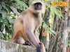 রাস্তায় বেরোলেই আক্রমণ, তেড়ে এসে কামড়ে দিচ্ছে 'সে'! মহিষাদলে নয়া আতঙ্ক