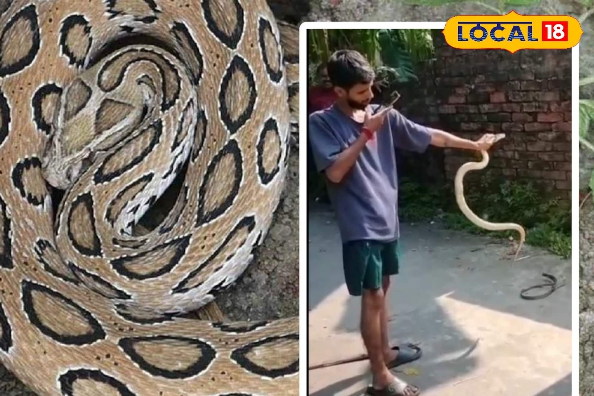 সাপ উদ্ধারে গিয়ে ঘটল বিপত্তি! বিষধর চন্দ্রবোড়ার এক ছোবলেই খেল খতম