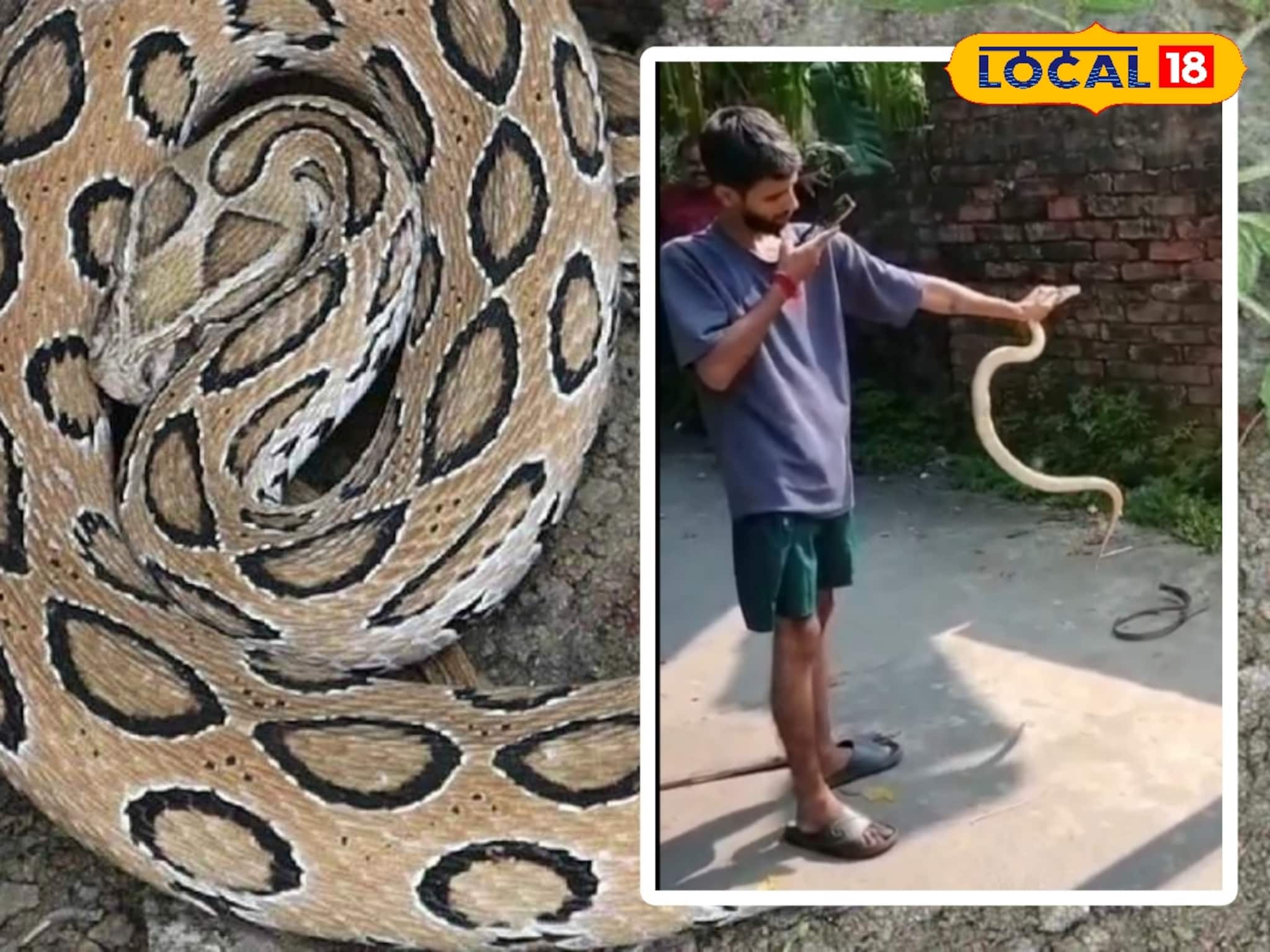 Snake Bite: সাপ উদ্ধারে গিয়ে ঘটল বিপত্তি! বিষধর চন্দ্রবোড়ার এক ছোবলেই খেল খতম, নদিয়ার যুবকের নৃশংস পরিণতি
