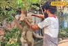 কালীপুজোর আগে বিপাকে মৃৎশিল্পীরা! সঠিক সময়ে প্রতিমা তৈরি হবে তো?