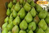 কাশ্মীরের বিশেষ আকর্ষণ এখন বাংলায়! বাজারে উপচে পড়ছে ভিড়, দাম ১ কেজি ১০০ টাকা