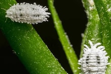 Gardening Tips: শুষে নেয় গাছের রস! আঠালো চটচটে ছত্রাক ডালপাতায়! মাত্র ১ টাকার শ্যাম্পু দিয়ে ‘সাদা মাছি’র হামলা থেকে বাঁচান মৃতপ্রায় বাগানকে
