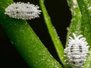 কৃষকরা মিলিবাগের সমস্যায় পড়ছেন