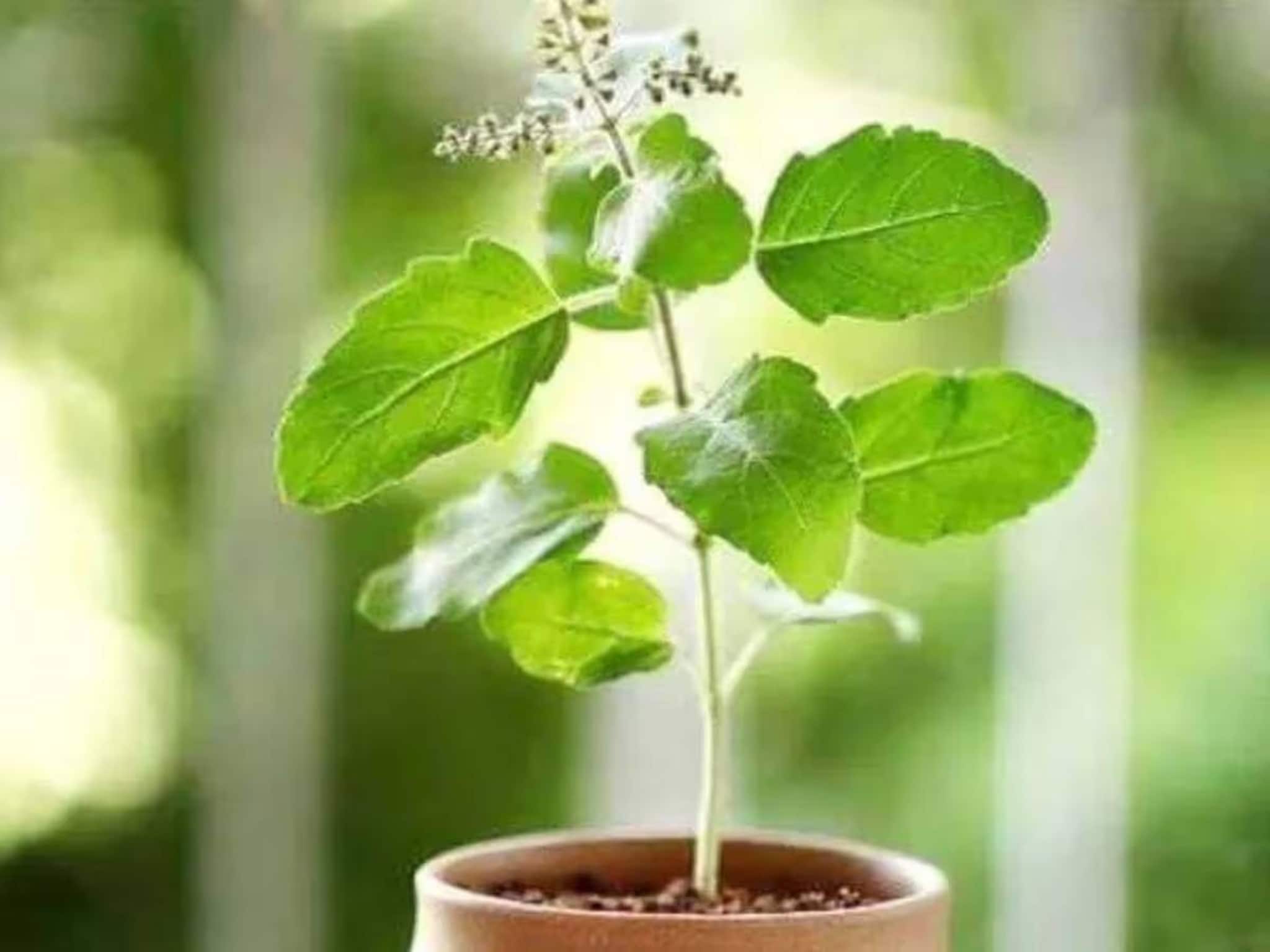 Tulsi Plant tips: শুকিয়ে যাবে না, বটগাছের মতো ঘন হয়ে উঠবে তুলসী গাছ! শীতকালে যত্ন নেওয়ার কয়েকটা টিপস...মেনে চললেই হবে
