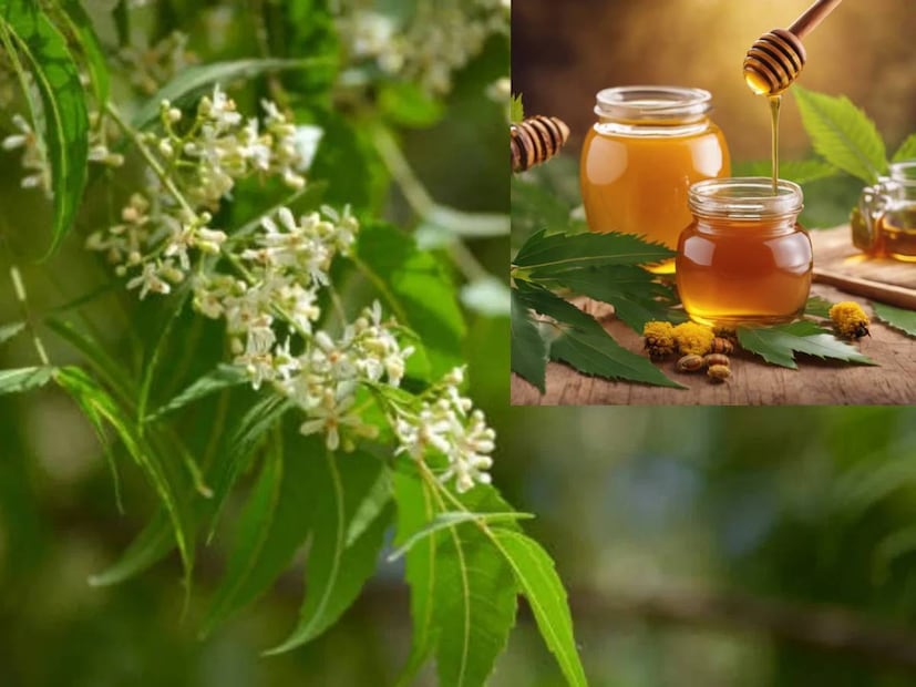 দিল্লির এক নামী ভেষজ প্রতিষ্ঠানের ডাক্তার ফয়সাল রেহমান খান সম্প্রতি একটি অনন্য মধু বাজারে এনেছেন যা সাধারণ মধু থেকে একেবারেই আলাদা। তিনি ব্যাখ্যা করেছেন যে এই মধু নিমগাছের ফুল থেকে প্রাপ্ত এবং এর নাম নিম ফুলের মধু। এটি সম্পূর্ণ প্রাকৃতিক এবং ঔষধি গুণে পরিপূর্ণ।