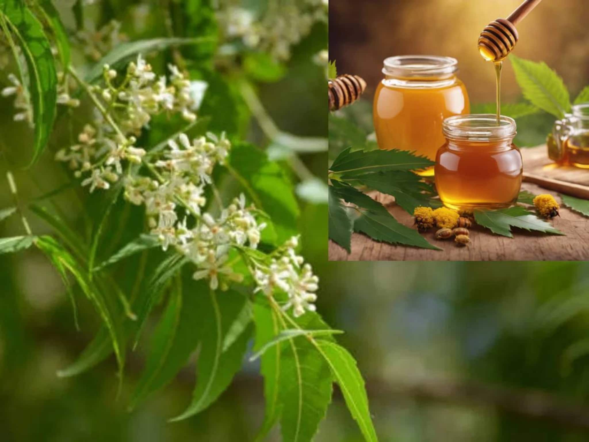 Neem Phuler Madhu: নিশ্চিন্তে খান ব্লাড সুগারে! ভরসা রাখুন গর্ভবতীরাও! বিশেষ ফুলের রেণুর এই ‘তিতো’ মধু সবথেকে খাঁটি! বিশুদ্ধতায় ভরপুর!