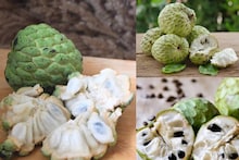 Custard Apple (Aata) Side Effects: বিপদের খনি! ভুলেও আতা খাবেন না এঁরা! ব্লাড সুগারে কি আতা ক্ষতির আড়ত? জেনে নিন