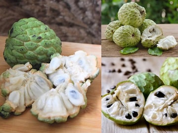 বিপদের খনি! ভুলেও আতা খাবেন না এঁরা! ব্লাড সুগারে কি আতা ক্ষতির আড়ত? জেনে নিন বিপদের খনি! ভুলেও আতা খাবেন না এঁরা! ব্লাড সুগারে কি আতা ক্ষতির আড়ত? জেনে নিন