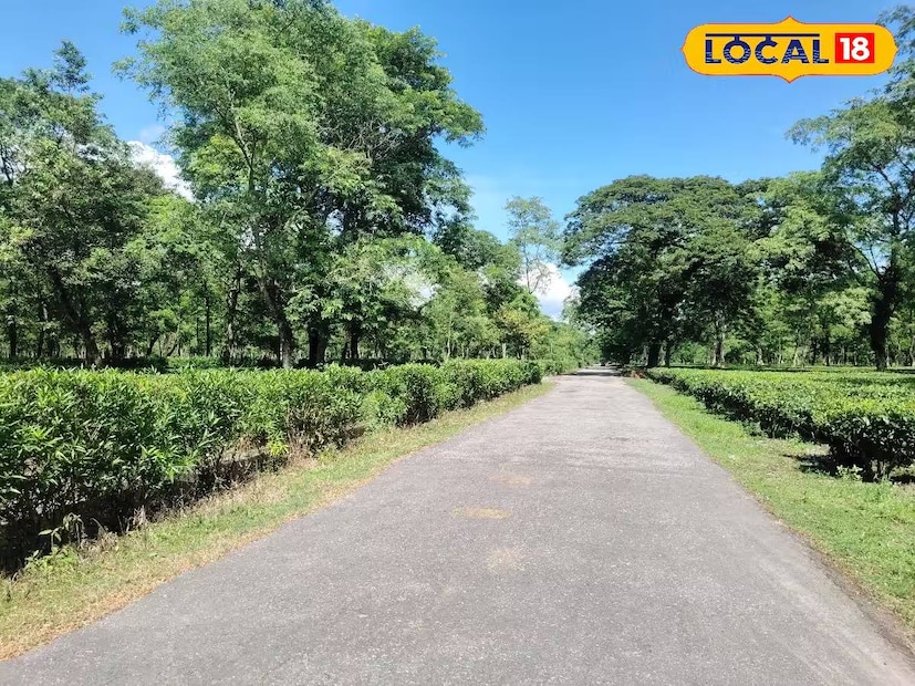 উত্তর দিনাজপুরে পরিষ্কার আকাশ। সেখানে সর্বনিম্ন তাপমাত্রা ২৮ ডিগ্রি সেলসিয়াস। ইসলামপুরেও আকাশেও মেঘ নেই। সেখানেও রোদ ঝলমল করছে। সেখানকার সর্বনিম্ন তাপমাত্রা ২৫ ডিগ্রি সেলসিয়াস। একই ছবি গঙ্গারামপুরেও।