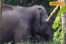 Elephant: মায়ের খোঁজে এলাকায় দাপাদাপি, ময়নাগুড়ি কাঁপাচ্ছেন 'তিনি'! ছবিতে দেখুন কী হচ্ছে