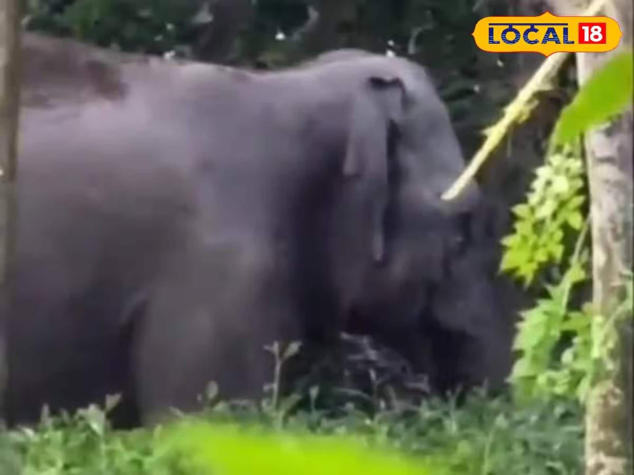 Elephant: মায়ের খোঁজে এলাকায় দাপাদাপি, ময়নাগুড়ি কাঁপাচ্ছেন 'তিনি'! ছবিতে দেখুন কী হচ্ছে