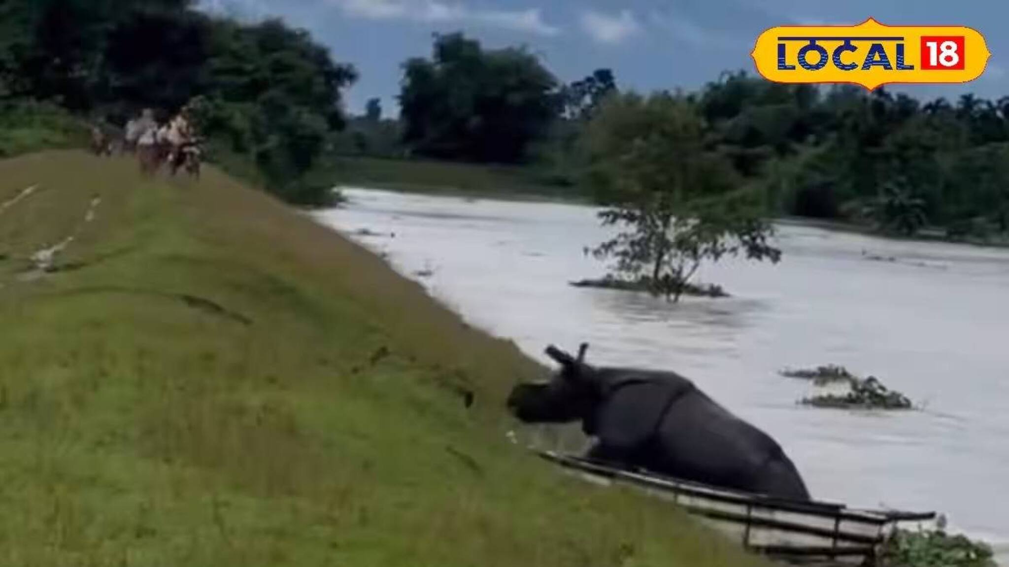 নদীর জলে ভেসে গেল গণ্ডার, প্রাণ বাঁচাতে যা করল..! হু হু করে ভাইরাল ভিডিও
