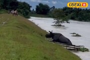 নদীর জলে ভেসে গেল গণ্ডার, প্রাণ বাঁচাতে যা করল..! হু হু করে ভাইরাল ভিডিও