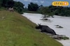 নদীর জলে ভেসে গেল গণ্ডার, প্রাণ বাঁচাতে যা করল..! হু হু করে ভাইরাল ভিডিও