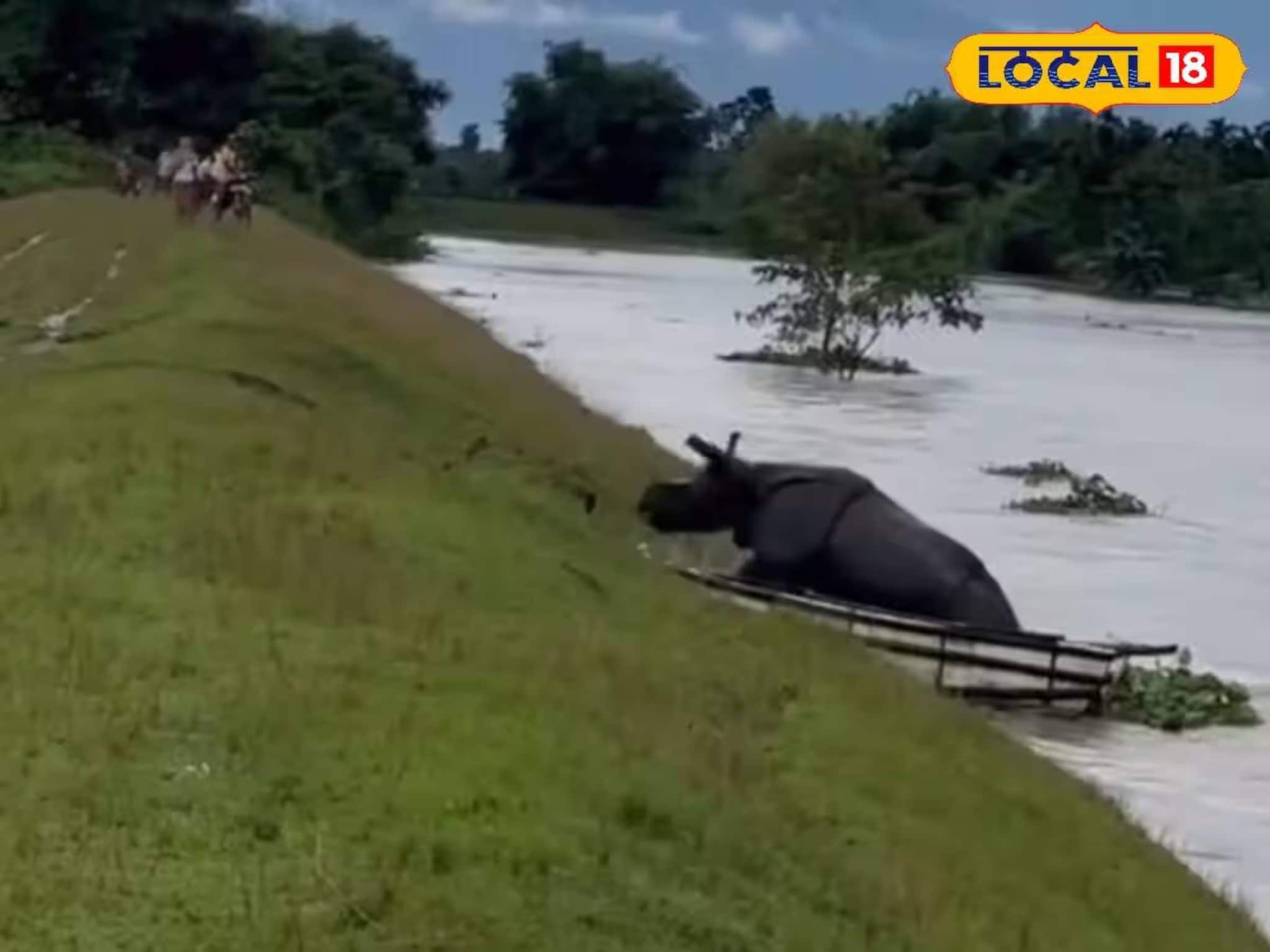 Rhino Struggling in River: নদীর জলে ভেসে গেল গণ্ডার, প্রাণ বাঁচাতে যা করল..! হু হু করে ভাইরাল ভিডিও, এক ক্লিকে দেখুন