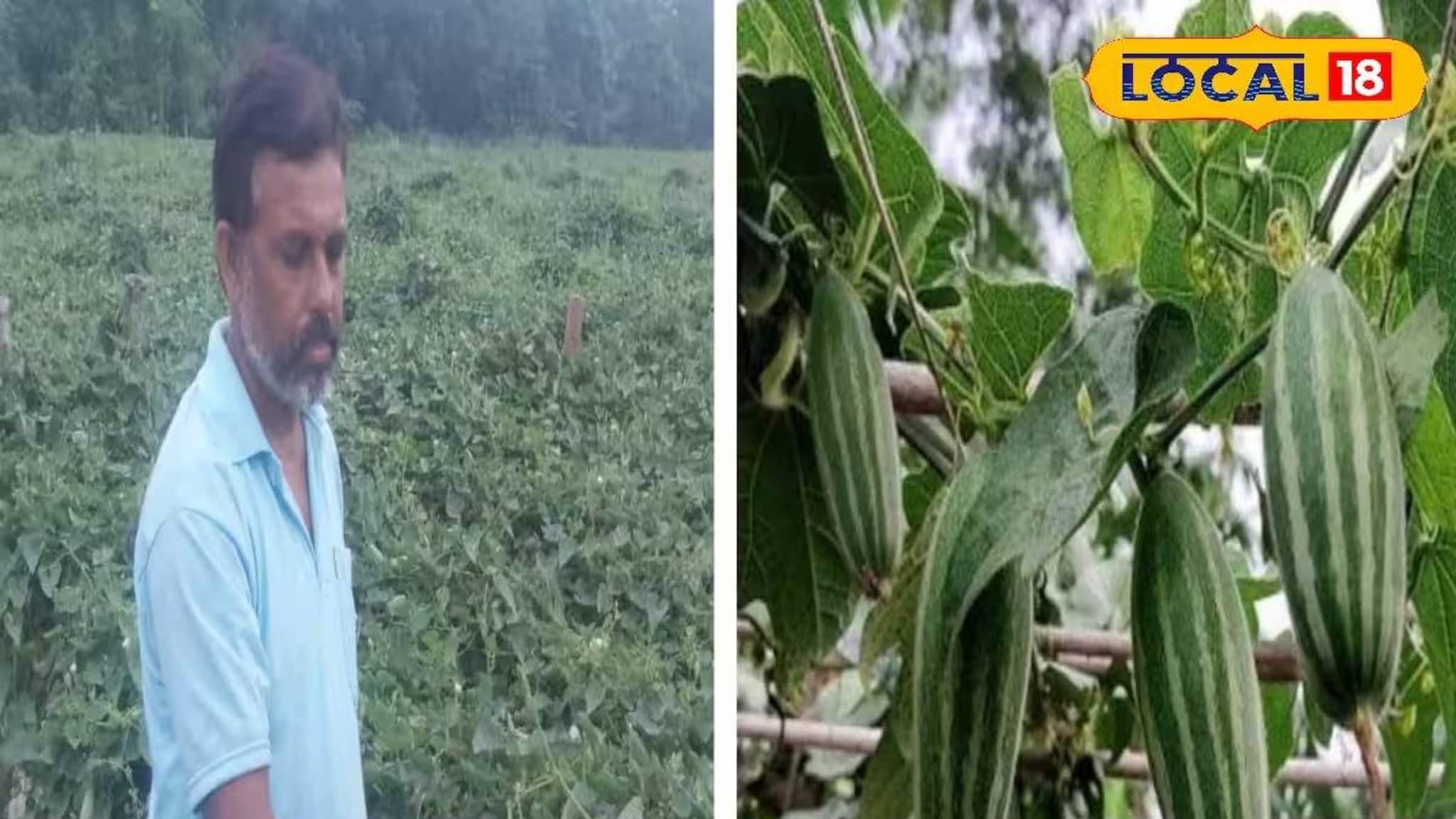 বিনিয়োগ কম, মুনাফা বেশি! 'এইভাবে' পটল চাষ করে মোটা টাকা কামাচ্ছেন গঙ্গাসাগরের চাষি