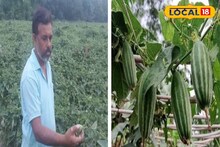 Pointed Gourd Cultivation: বিনিয়োগ কম, মুনাফা বেশি! 'এইভাবে' পটল চাষ করে মোটা টাকা কামাচ্ছেন গঙ্গাসাগরের চাষি, বাকিদেরও দেখাচ্ছেন লাভের দিশা
