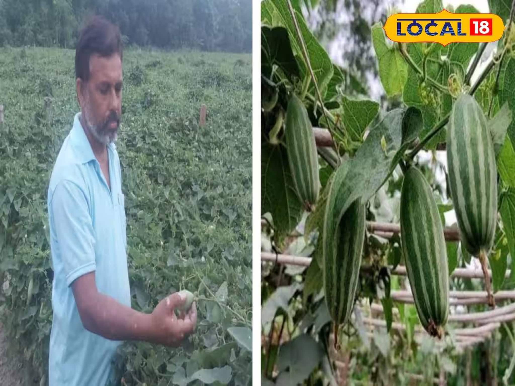 বিনিয়োগ কম, মুনাফা বেশি! 'এইভাবে' পটল চাষ করে মোটা টাকা কামাচ্ছেন গঙ্গাসাগরের চাষি