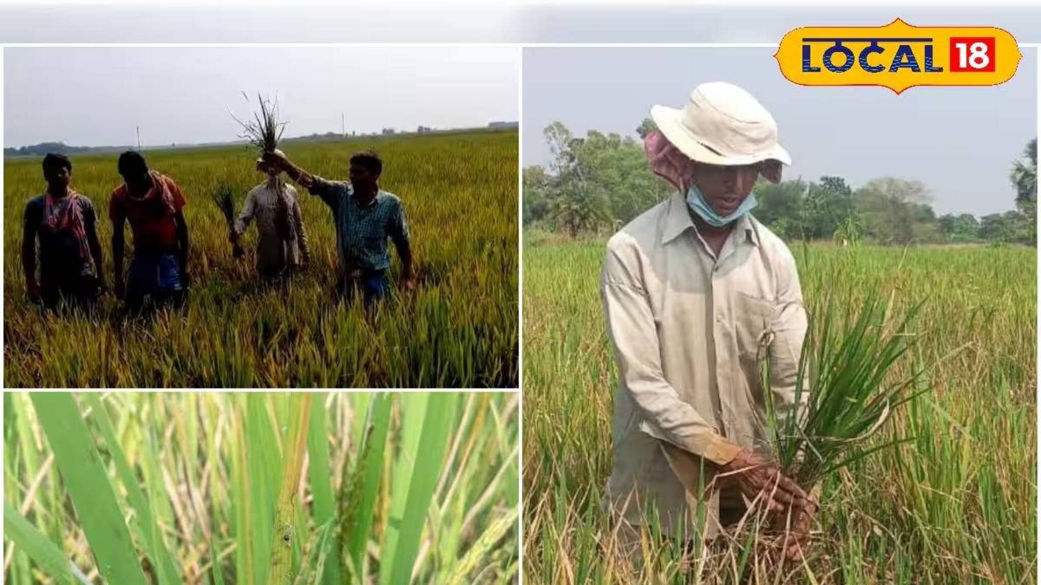 বর্ধমানে বিঘার পর বিঘা ধান জমিতে পোকার হানা! ক্ষতির আশঙ্কায় দিশেহারা কৃষকেরা