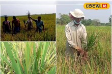 বর্ধমানে বিঘার পর বিঘা ধান জমিতে পোকার হানা! ক্ষতির আশঙ্কায় দিশেহারা কৃষকেরা