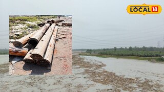 শীলতোর্সা নদীতে ভেসে আসছে পাইন গাছের লগ শীলতোর্সা নদীতে ভেসে আসছে পাইন গাছের লগ