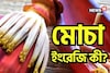 স্বাস্থ্যের জন্য খুবই উপকারী! কিন্তু মোচার ইংরেজি জানে না অনেকেই! বলুন তো দেখি