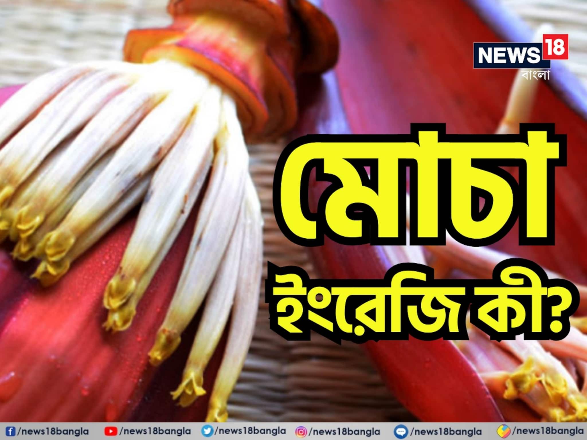 GK: স্বাস্থ্যের জন্য খুবই উপকারী! কিন্তু মোচার ইংরেজি জানে না অনেকেই! বলুন তো দেখি GK: স্বাস্থ্যের জন্য খুবই উপকারী! কিন্তু মোচার ইংরেজি জানে না অনেকেই! বলুন তো দেখি