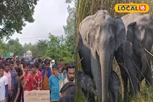 Elephant: একদল হাতি তাণ্ডব চালাচ্ছে লোকালয়ে! পাকা ধানের জমি লণ্ডভণ্ড, নিষ্ক্রিয় বনদফতর! বিক্ষোভে ফেটে পড়ল গ্রামবাসী