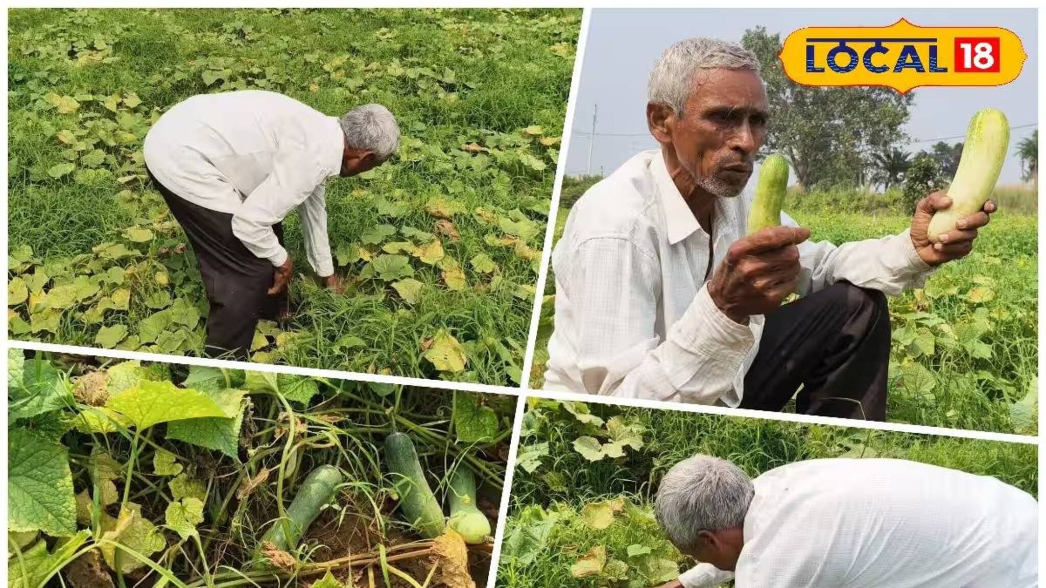 ধান ছেড়ে 'এই' সবজি চাষ করে মালামাল পুরুলিয়ার চাষি! প্রতি বছর কামাচ্ছেন মোটা টাকা!