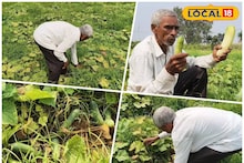 Cucumber Cultivation: ধান ছেড়ে 'এই' সবজি চাষ করে মালামাল পুরুলিয়ার চাষি! বছরে ৪-৫ লক্ষ আয়, এক সিদ্ধান্তে বদলে গেল জীবন