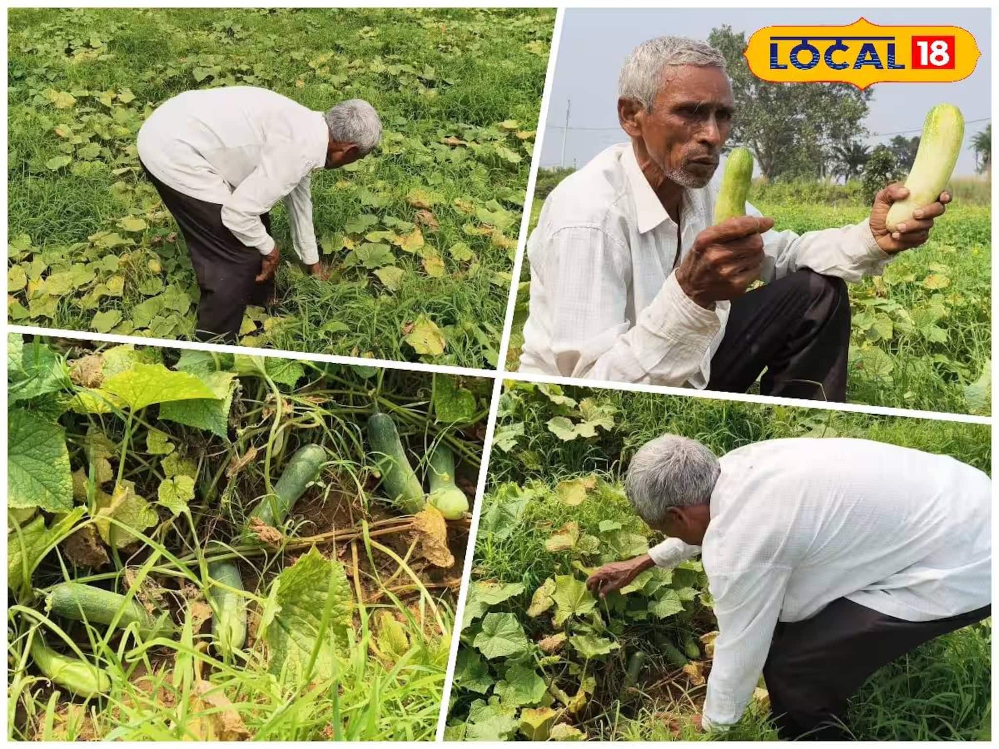 ধান ছেড়ে 'এই' সবজি চাষ করে মালামাল পুরুলিয়ার চাষি! প্রতি বছর কামাচ্ছেন মোটা টাকা!